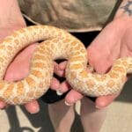 albino_hognose_snake