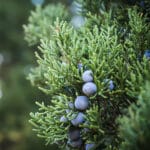 alligator_juniper