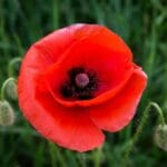 amapola_flower_meaning