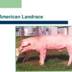 american_landrace