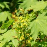 amur_river_maple