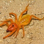 are_camel_spiders_poisonous