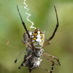 are_orb_weavers_venomous