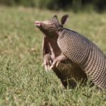 armadillo_poop