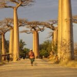 avenue_of_the_baobabs_madagascar
