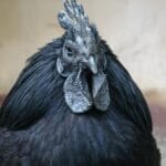 ayam_cemani_eggs