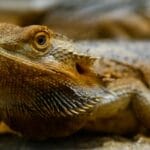 bearded_dragon_brumation