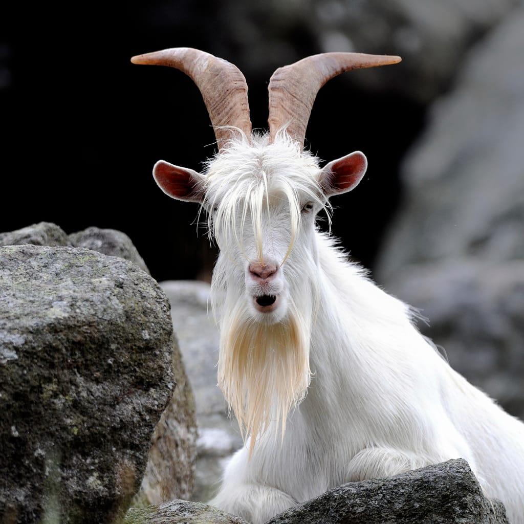 Billy Goat Ebike Review Specs Performance And Where To Buy