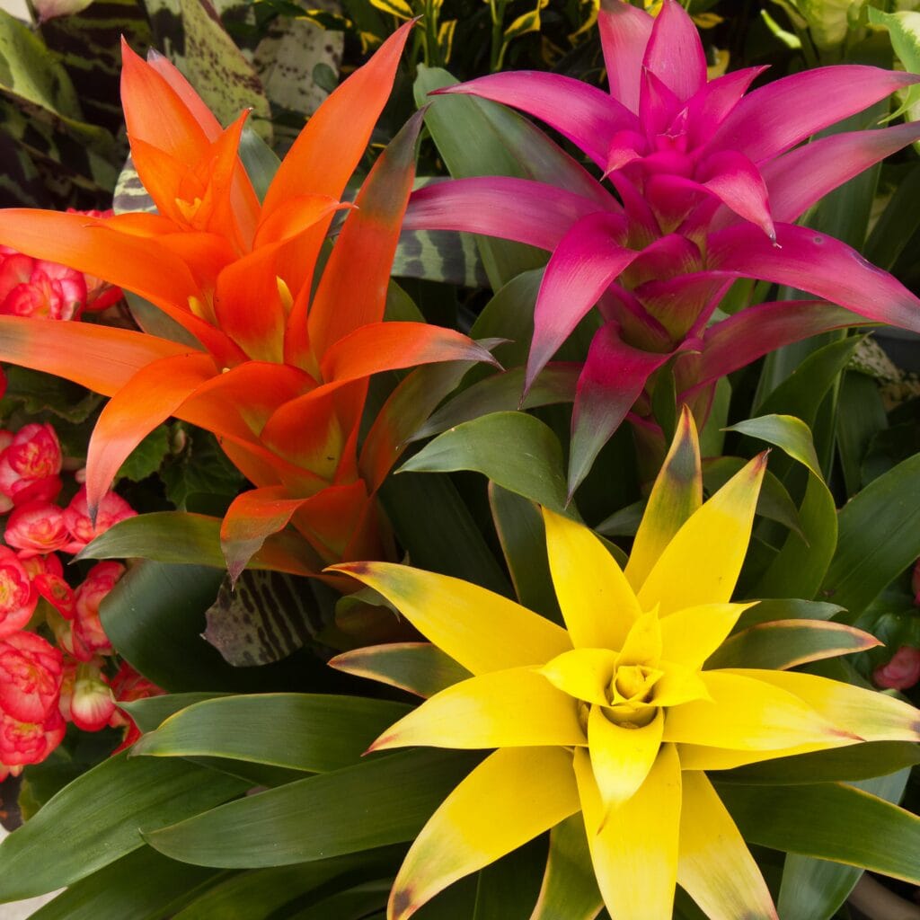 Your Ultimate Guide to Bromeliad Plant Types Discover 200+ Varieties