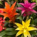 bromeliad_plant_types