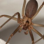 brown_recluse_spider_florida__