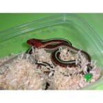 california_red_sided_garter_snake