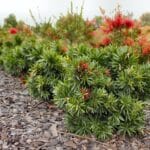 callistemon_viminalis