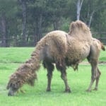 camel_wides