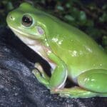 can_frogs_give_you_warts