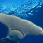 can_sharks_swim_backwards