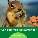 can_squirrels_eat_almonds