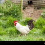 can_you_eat_a_cockerel