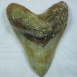 carcharocles_megalodon_tooth