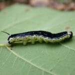 catalpa_worms_sale