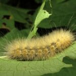 caterpillars_white_fuzzy