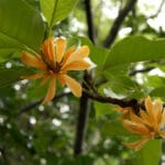 champaca_tree