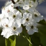 chanticleer_pear