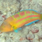 christmas_wrasse
