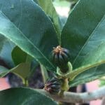 citron_buddha_hand_plant