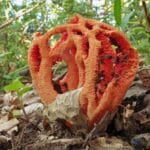 clathrus_ruber
