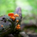 clifton_gorge_state_nature_preserve