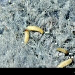 clothes_moth_larvae_in_carpet