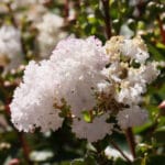 crepe_myrtle