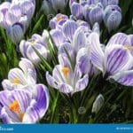 croci_flower