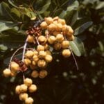 cupaniopsis_anacardioides