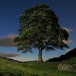cuts_down_as_a_tree_nyt
