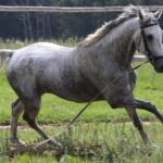 dappled_grey_horse