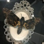 deaths_head_hawk_moth