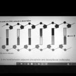 dna_triplet_crossword