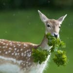 do_deer_eat_peonies