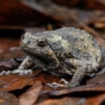do_frogs_give_you_warts