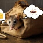 do_mice_eat_roaches