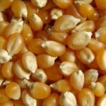 do_popcorn_kernels_go_bad