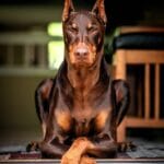 doberman_pinscher_bite_strength