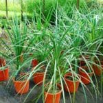 dracaena_spike__