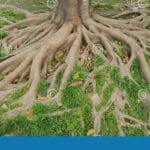 elevated_roots