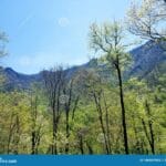 elevation_of_gatlinburg_tennessee__