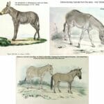 equine_hybrid_with_striped_legs
