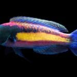 fairy_wrasse