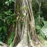 ficus_strangler_fig